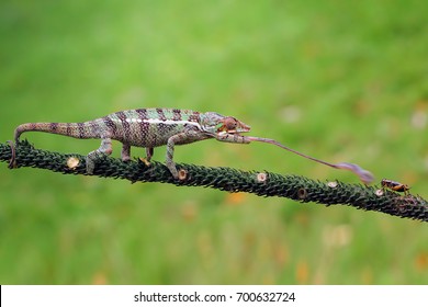Chameleon at hunt insect, Long tongue chameleon.