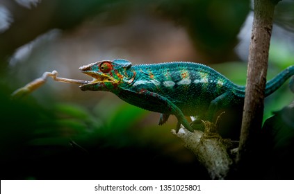 Chameleon hunting insect