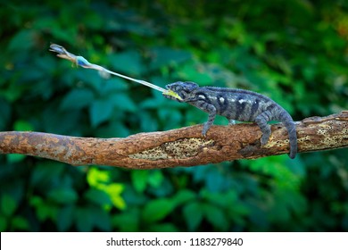 Chameleon hunting insect with long tongue. Exotic beautiful endemic green reptile with long tail from Madagascar. Wildlife scene from nature. Furcifer oustaleti eating behaviour, reptile with food.