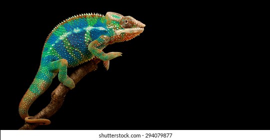 Chameleon Isolated On Large Black Background