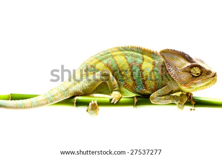 chameleon. isolation on white