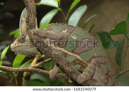 The chameleon is known for its exceptional ability to camouflage itself and change color