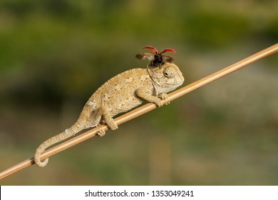 chameleon and ladybug .. ..