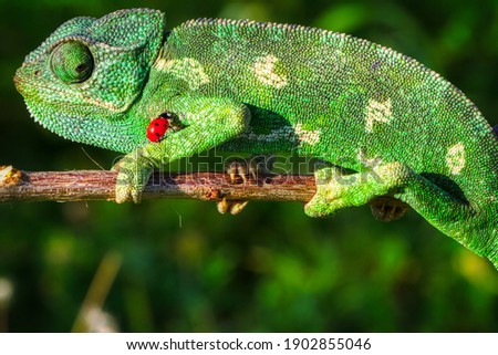 chameleon ladybug and tree frog