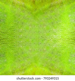 Chameleon Lizard Skin Texture