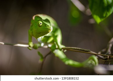 chameleon looking the prey  in Madagascar, Africa