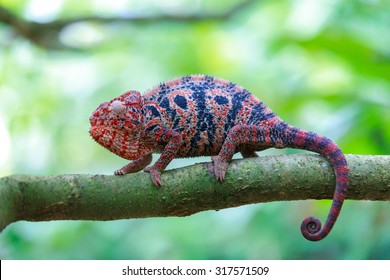 Chameleon In Madagascar