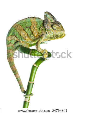 chameleon on a bamboo. isolation on white