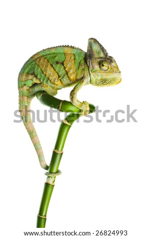 chameleon on a bamboo. isolation on white