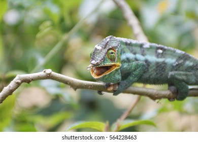 Chameleon on a branch, in the process of eating a cricket, near Andasibe, Madagascar 