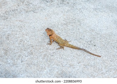 Chameleon on the cement floor, Brown lizard in the nature with copy space background. - Powered by Shutterstock