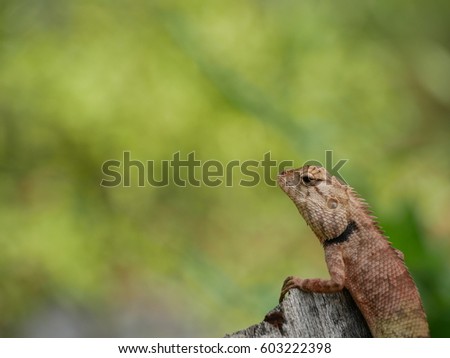 chameleon on green bukeh background