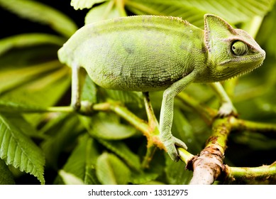 Chameleon on the leaf