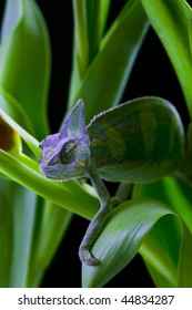 Chameleon on the leaf