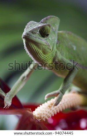 Similar – Image, Stock Photo earth lion Detail