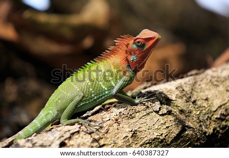 chameleon on tree in tropical forest
