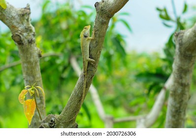 The chameleon is on a tree trunk and the scales on his skin. A Brown Chameleon looking and resting on the tree. Wild lizard sitting in forest with blur background.