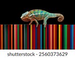 Chameleon panther tries to camouflage on colored pencils, Beautiful of chameleon panther, The panther chameleon changes its skin color on colored pencils