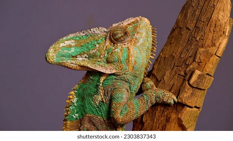 A chameleon is perched on a tree branch.