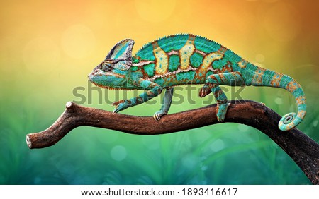 The Chameleon Perches on the wood With Gradation Color of background, Reptile Walpaper, Animal Photo