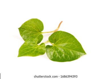 Chameleon plant or Plu Kaow (Thai Name) ,green leaves on a white background.