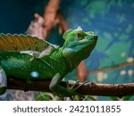 A chameleon at Prague ZOO