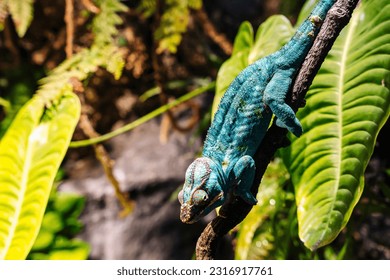 chameleon with rolling eyes in a terrarium close-up