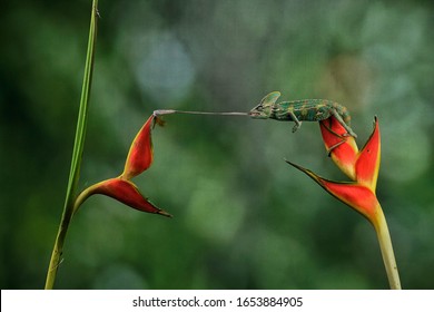 chameleon shooting tongue on dragonfly 