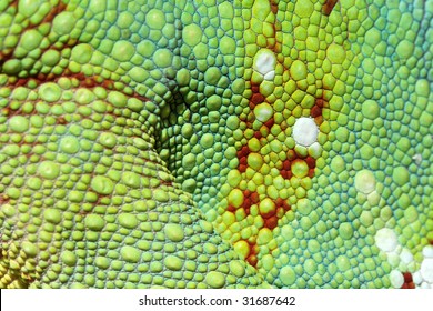 Chameleon Skin Close Up