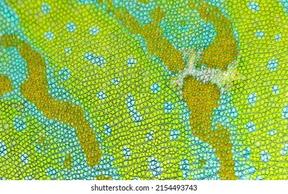 Chameleon skin close-up. Detailed Grid pattern.
				Grid Shape of a multicolored Yemen Chameleon skin.
				Binomial name Chamaeleo calyptratus.
				Green Reptile skin.