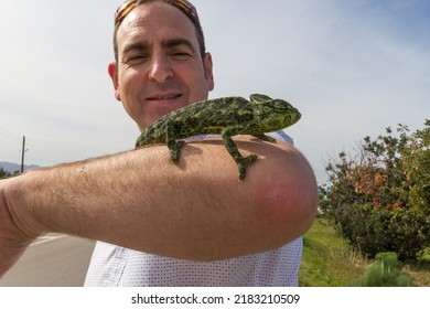 Chameleon Stands On A Man's Arm Showing Bright Green And Black Camouflage Colors. A Man Smiling In The Background Outdoors. Common Chameleon. Mediterranean Chameleon.