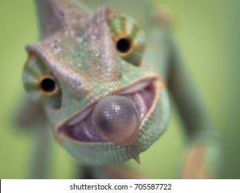 chameleon tongue sticking out