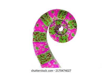 Chameleon tail isolated on a white background. Multicolor beautiful chameleon reptile with bright vibrant skin. The concept of camouflage and bright skin. Exotic tropical animal.