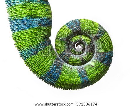 Chameleon Tail in Spiral, Furcifer pardalis in original colors on White Background