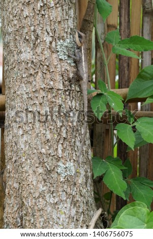 Similar – Image, Stock Photo Playing cats Climbing