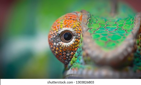 Chameleon Is A Type Of Lizard That Belongs To The Family Of Chamaeleonidae, Some Of The Features Of Chameleons Are Known To Be Able To Change Their Color Or Are Called Camouflage.