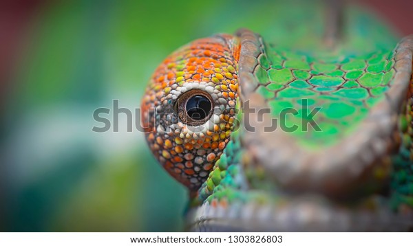 Chameleon is a type
of lizard that belongs to the family of Chamaeleonidae, Some of the
features of chameleons are known to be able to change their color
or are called
camouflage.