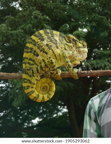 Chameleon a unique creature, beauty of the nature.