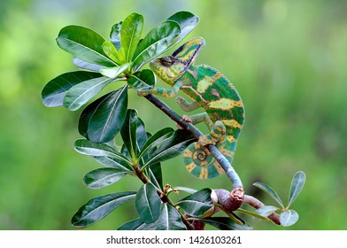 chameleon veiled in leaf stems