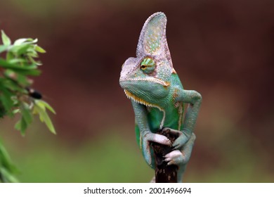 Chameleon Legs Images Stock Photos Vectors Shutterstock