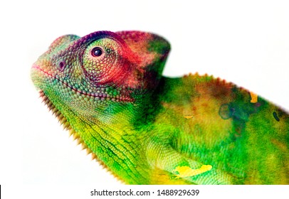 Chameleon - And Water Colors