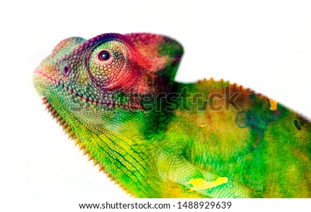 chameleon - and water colors