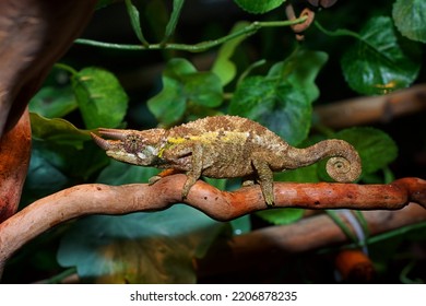 Chameleon Wild Trioceros Jacksonii Xantholophus Kikuyu Stock Photo ...