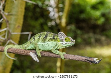 Chameleons or chamaeleons are a distinctive and highly specialized clade of Old World lizards with 200 species described as of June 2015. The members of this family are best known for their distinct r