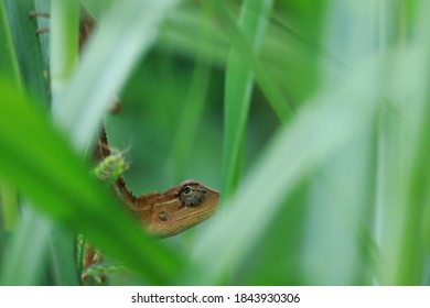 トカゲ の画像 写真素材 ベクター画像 Shutterstock