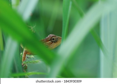 トカゲ の画像 写真素材 ベクター画像 Shutterstock