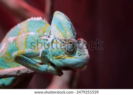 Chameleons or chamaeleons, family Chamaeleonidae, family of lizards adapted to an arboreal lifestyle. Known for their ability to change body color 2