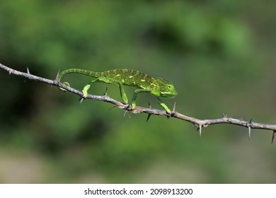 Chameleons Or Chamaeleons Walking On Tree Branch, Family Chamaeleonidae, Ahmednagar, Maharashtra, India