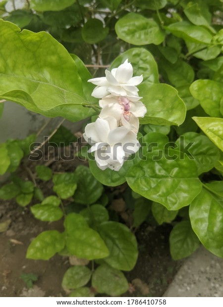 Suchen Sie Nach Chameli Pflanze Jasmin Duft Stockbildern In Hd Und Millionen Weiteren Lizenzfreien Stockfotos Illustrationen Und Vektorgrafiken In Der Shutterstock Kollektion Jeden Tag Werden Tausende Neue Hochwertige Bilder Hinzugefugt