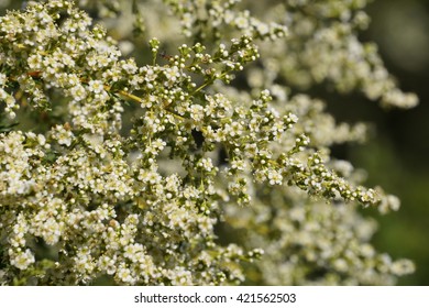 Chamise Chaparral In Bloom, California